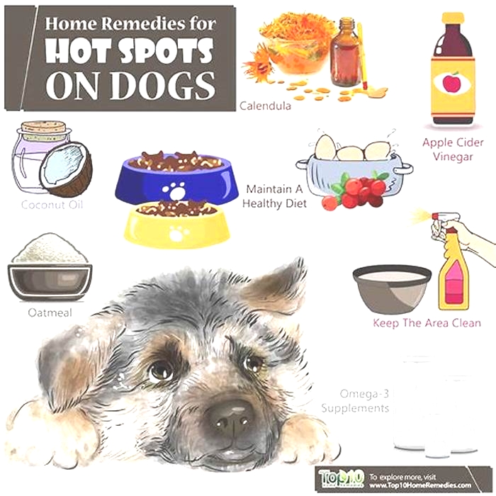 How to treat hot spots on dogs at home?