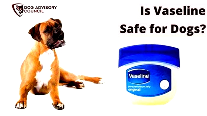 Is Vaseline OK for dogs rash?