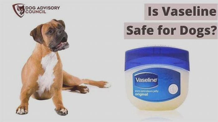 Is Vaseline good for dog dermatitis?