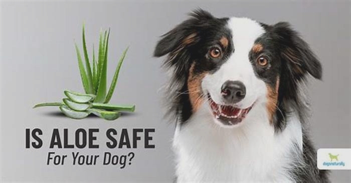 Is aloe vera gel toxic to dogs?