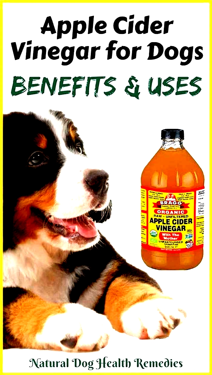 Is apple cider vinegar good for dogs skin infections?