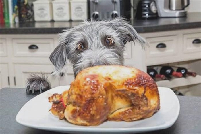 Is chicken good for dogs with itchy skin