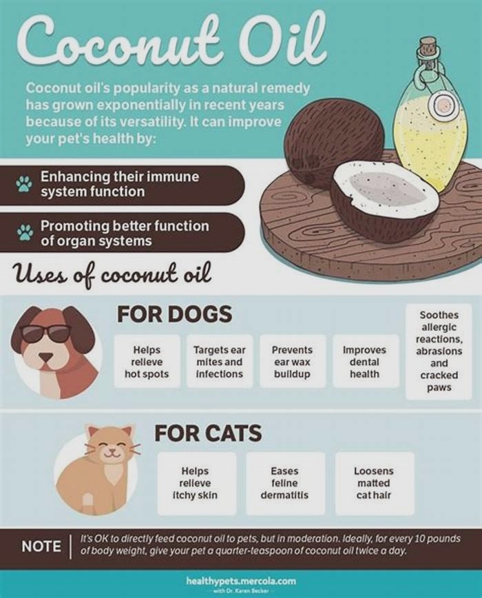 Is coconut oil a natural antibiotic for dogs