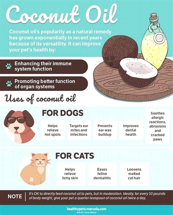 Is coconut oil better than olive oil for dogs