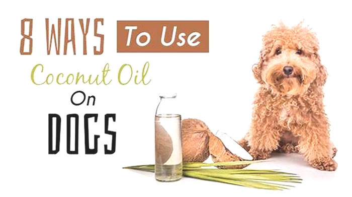 Is coconut oil safe for dogs' skin?