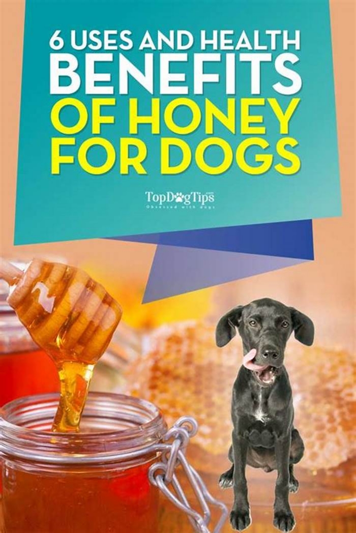 Is honey a natural antibiotic for dogs