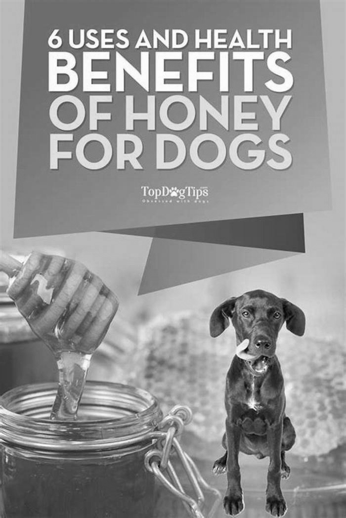 Is honey a probiotic for dogs?