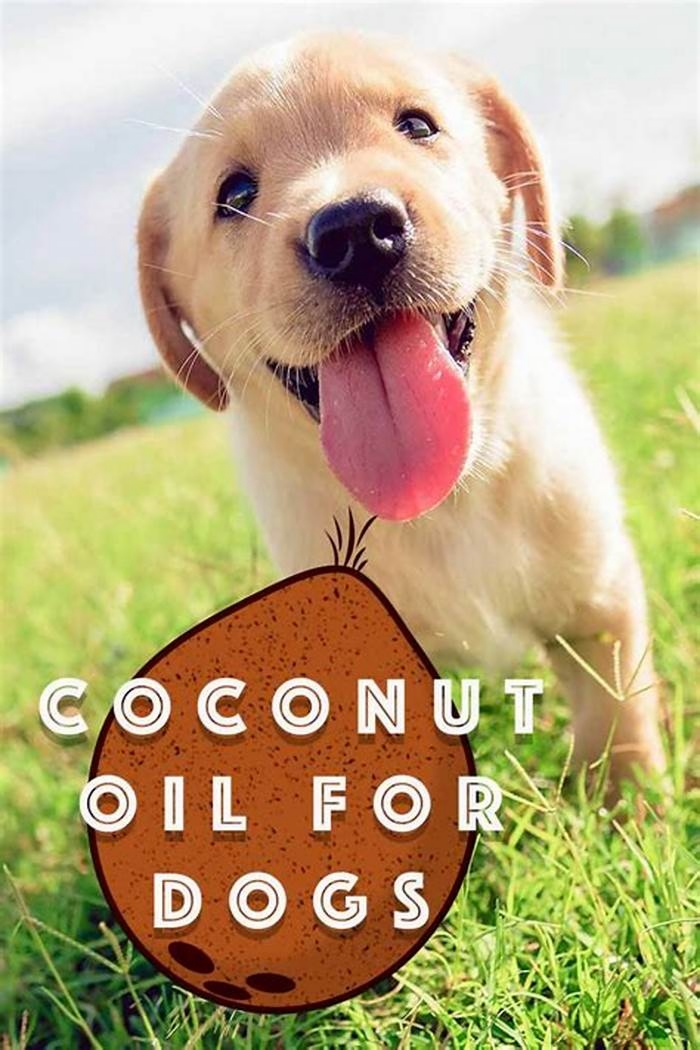 Is it OK if dogs lick coconut oil?