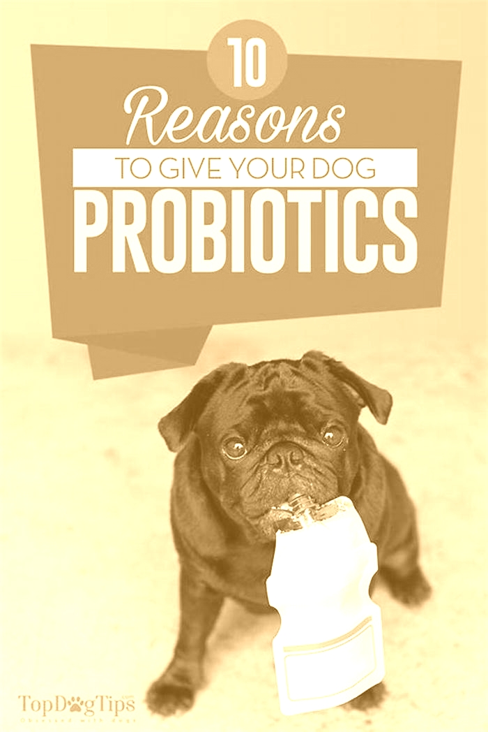 Is it OK to give dogs probiotics every day