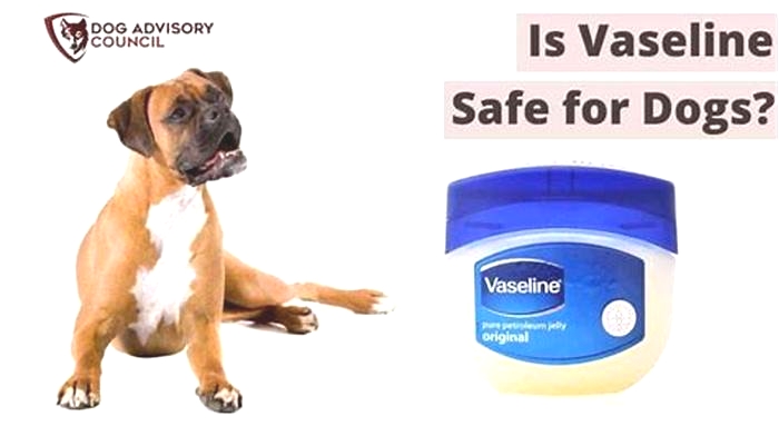 Is it OK to put Vaseline on a dog