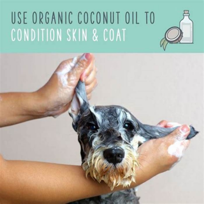 Is it good to rub coconut oil on dogs fur