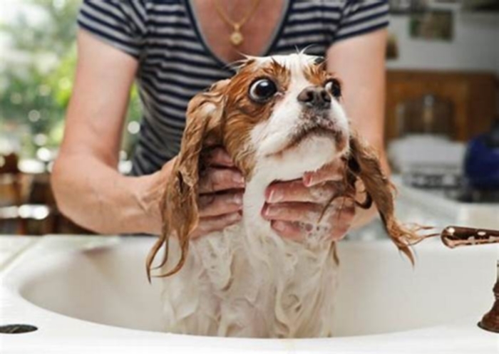 Is it neglect to not bathe your dog?