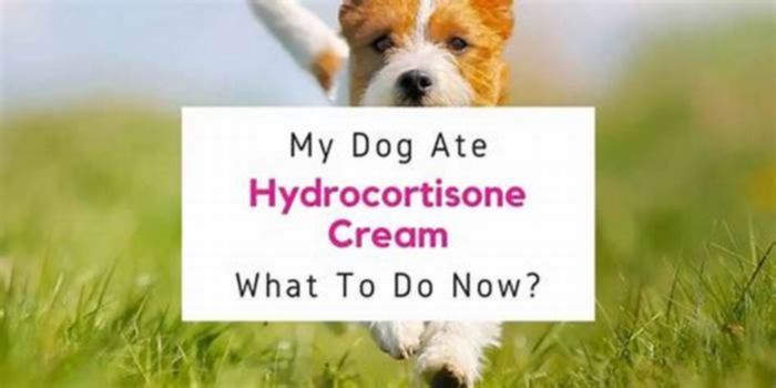 Is it ok if my dog licks hydrocortisone cream?