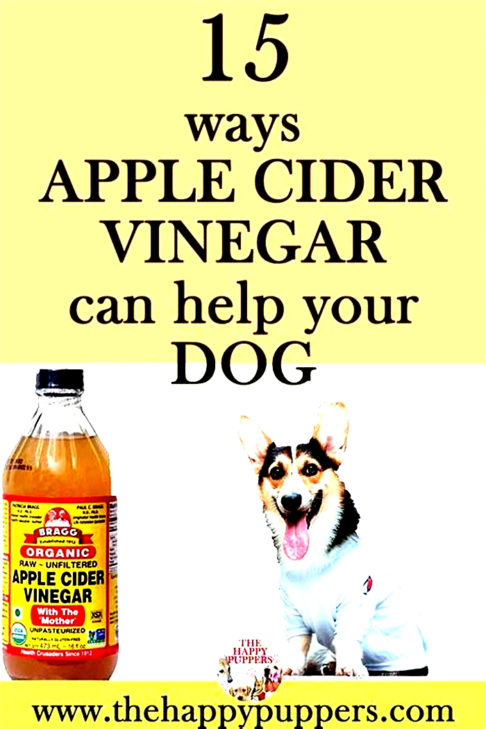 Is it okay if my dog licks apple cider vinegar