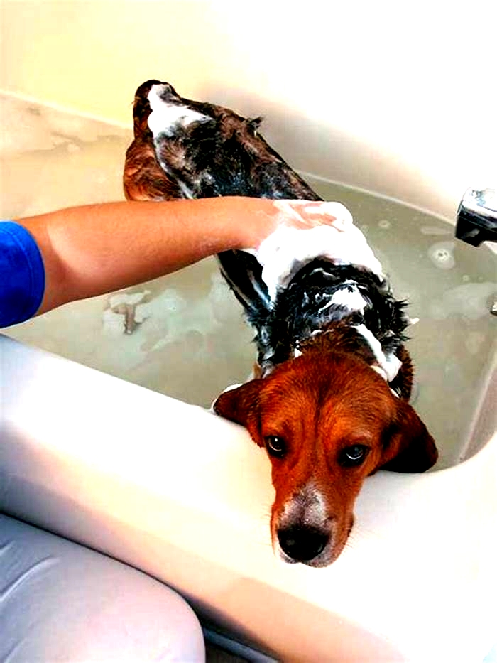 Is it okay to bathe dog once a week?