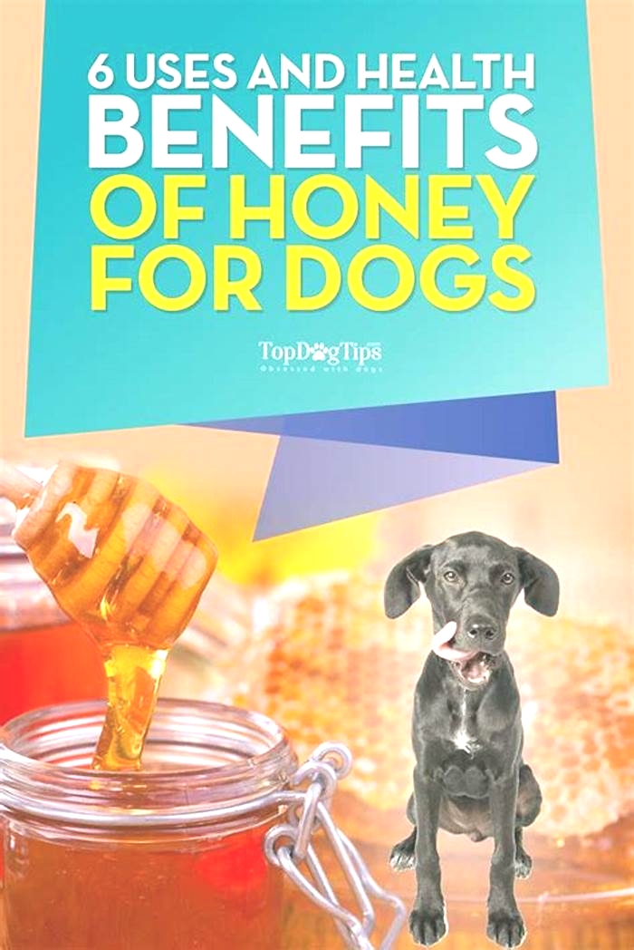 Is it okay to give dogs honey?