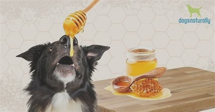 Is it safe to give honey to dogs?