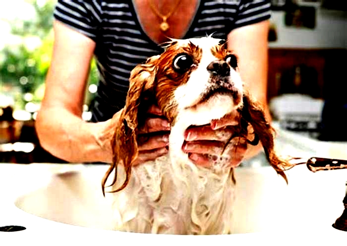 Is it unhealthy to not bathe your dog?