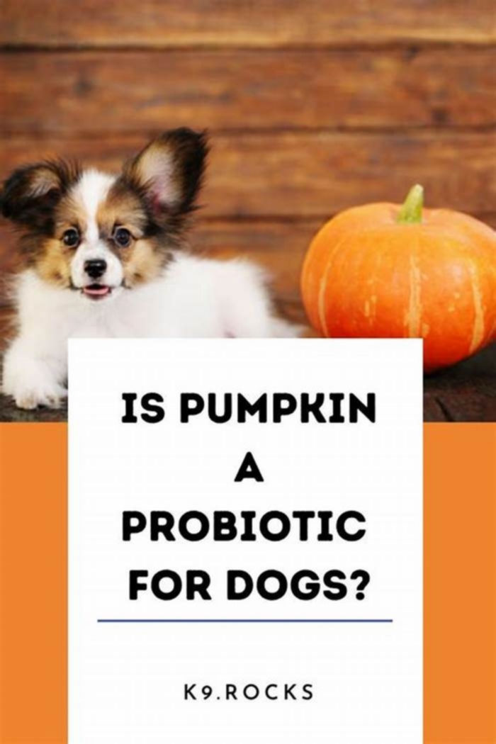 Is pumpkin a probiotic for dogs?