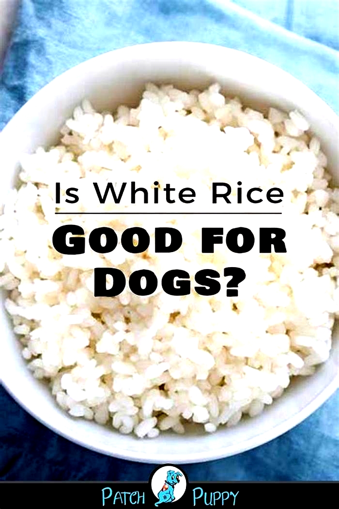 Is rice good for dogs with allergies