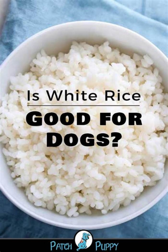 Is rice good for dogs