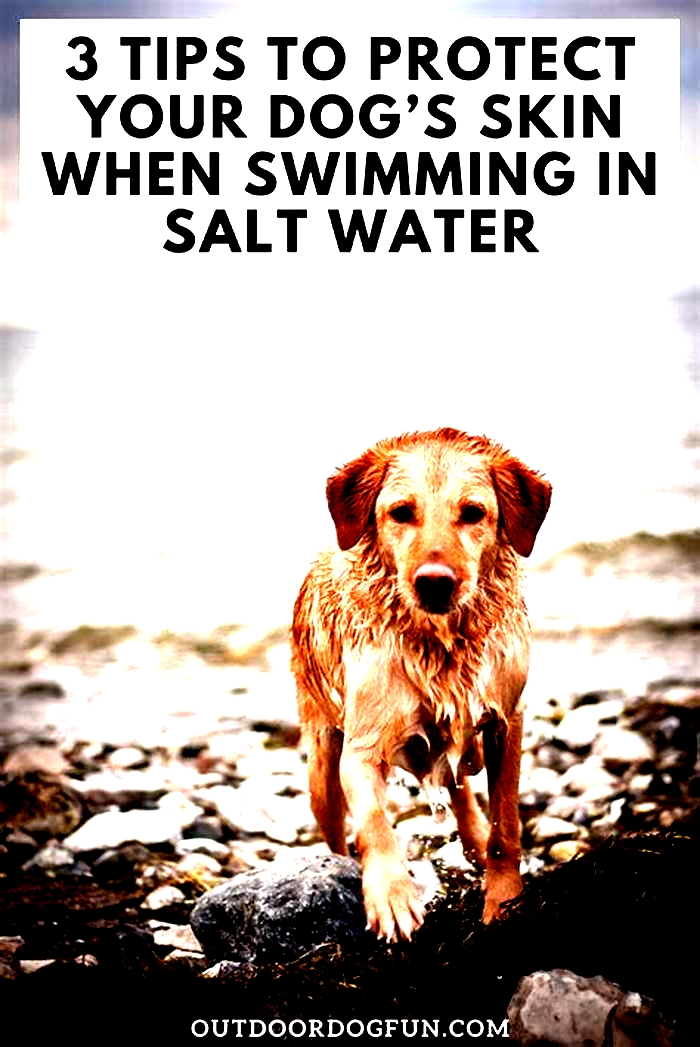 Is salt water good for dogs with skin allergies