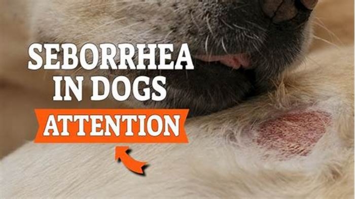 Is seborrhea contagious in dogs