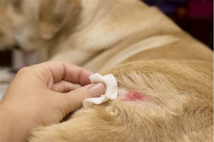 Is skin infection in dogs serious