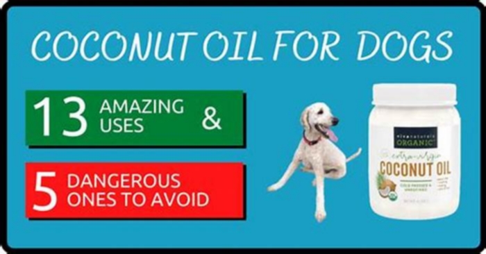 Is too much coconut oil bad for dogs?