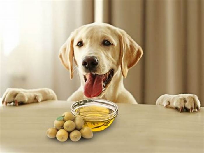 Should I add oil to my dogs food?