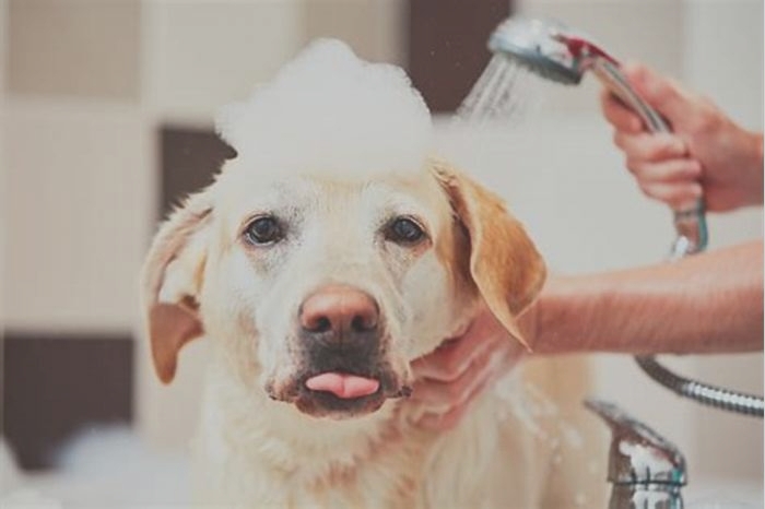 Should I bathe my dog if he has a skin infection?