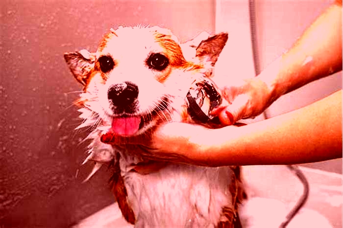 Should I bathe my dog weekly?