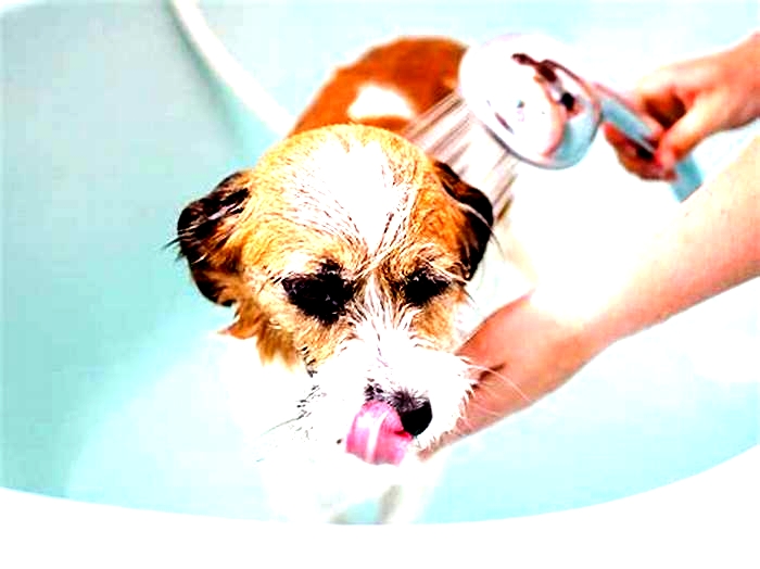 Should I bathe my dog with skin allergies?