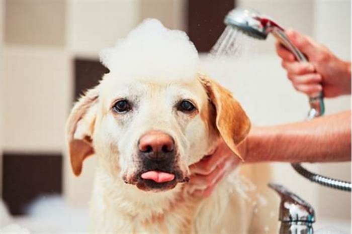 Should I wash my dog if he has dandruff?