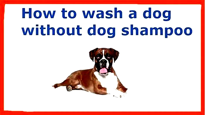 Should I wash my dog without shampoo?