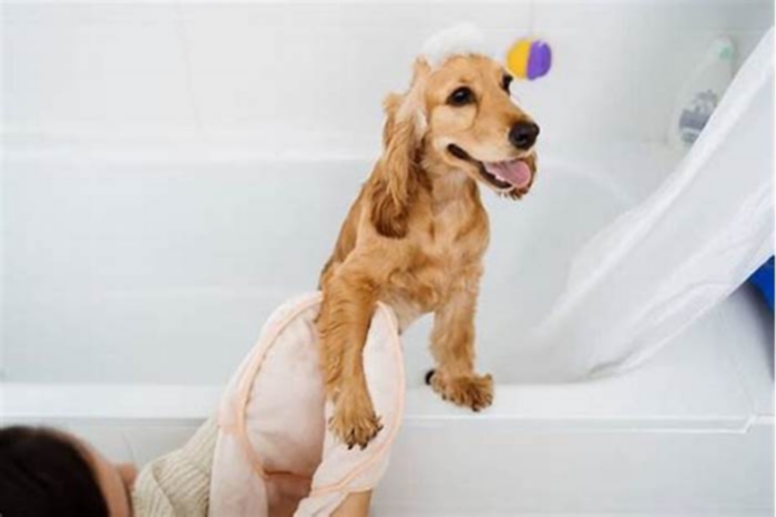 Should you bathe a dog that is itchy