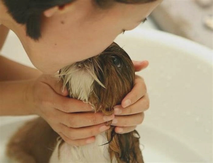 Should you bathe a dog with dermatitis?