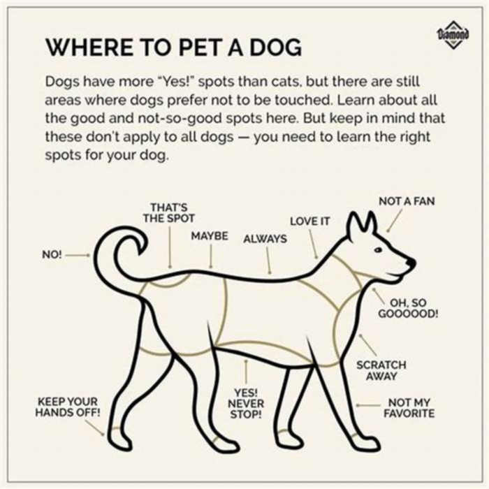 Should you rub or scratch a dog