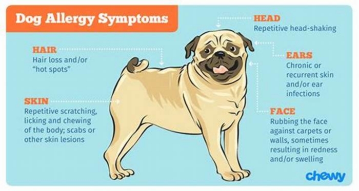 What are the most common skin allergens for dogs?