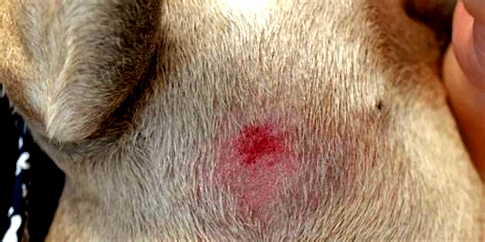 What are the red hot spots on my dog's belly?