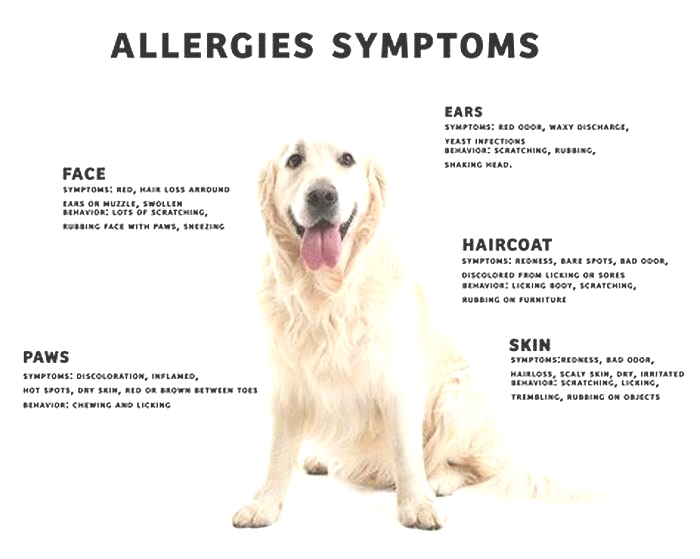 What can I put on allergic reaction to dog