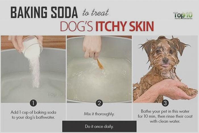 What can I put on my dogs skin rash