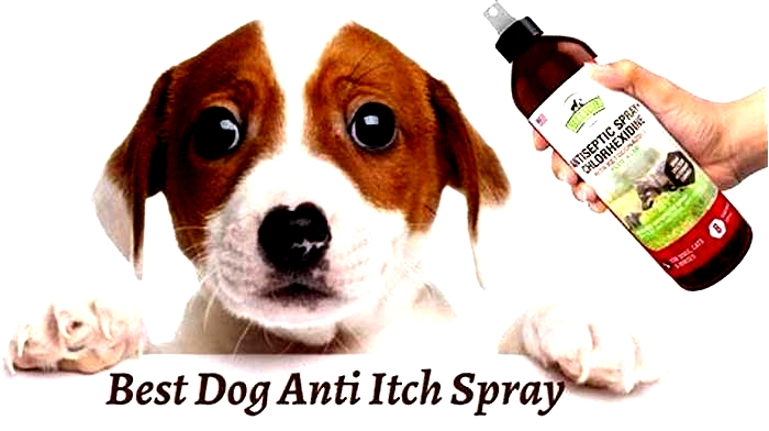 What can I spray on my dog for itching?