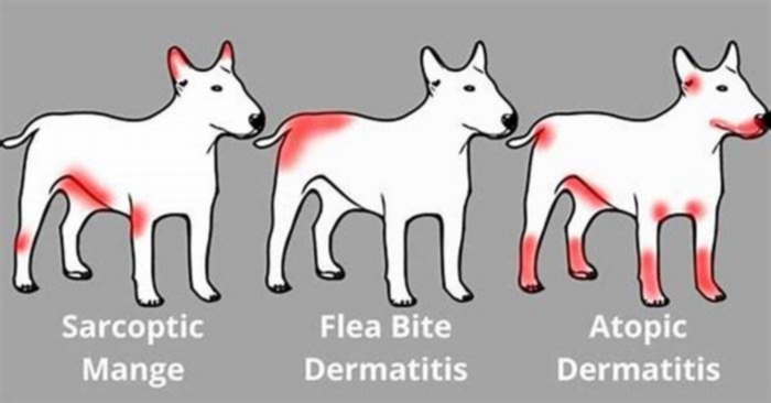 What deficiency causes itching in dogs?