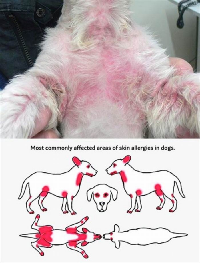 What does a dog allergy rash look like?