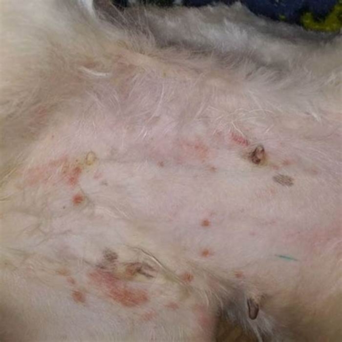 What does a dog belly rash look like?