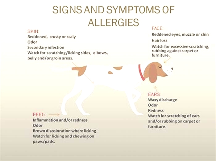 What does a food allergy look like on dogs' skin?