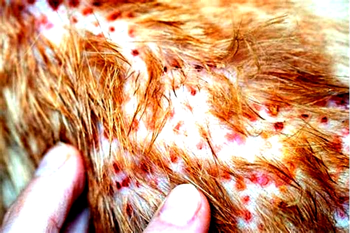 What does a fungal rash look like on dogs