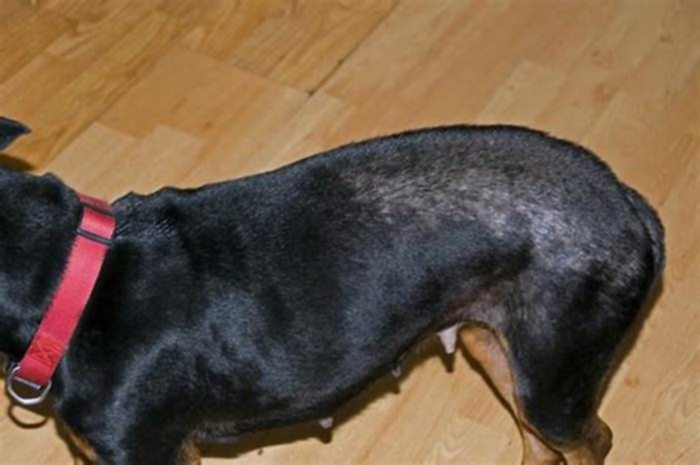 What does dermatitis look like on a dog?