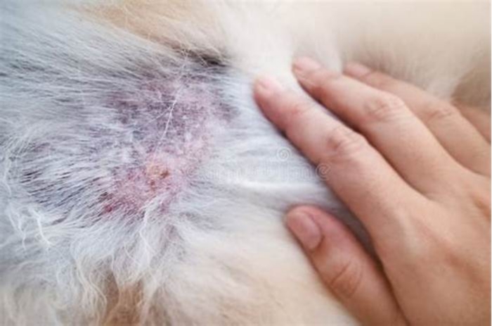 What does dermatitis look like on my dog